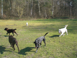 Dogwalking