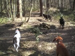 Hundherum