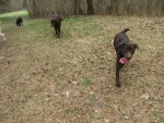 Hundesitting
